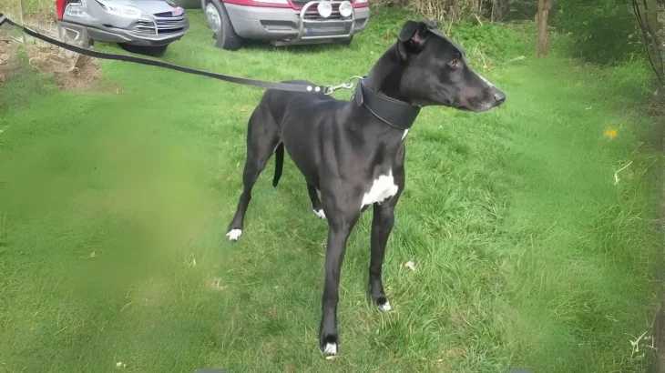 Potsdam Greyhound Dog photo