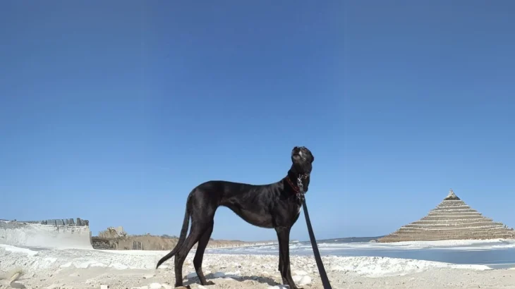 Potsdam Greyhound Dog photo
