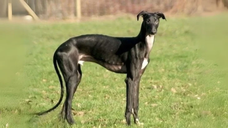 Potsdam Greyhound Dog photo