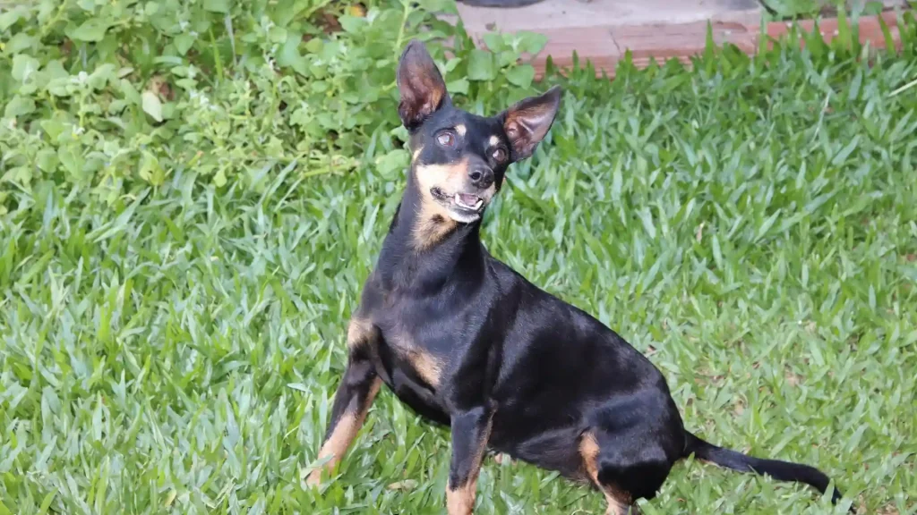 Prague Ratter Dog photo