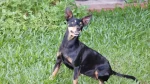 Prague Ratter Dog photo