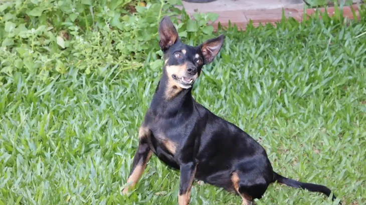 Prague Ratter Dog photo