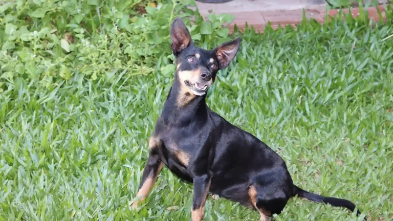 Prague Ratter Dog photo