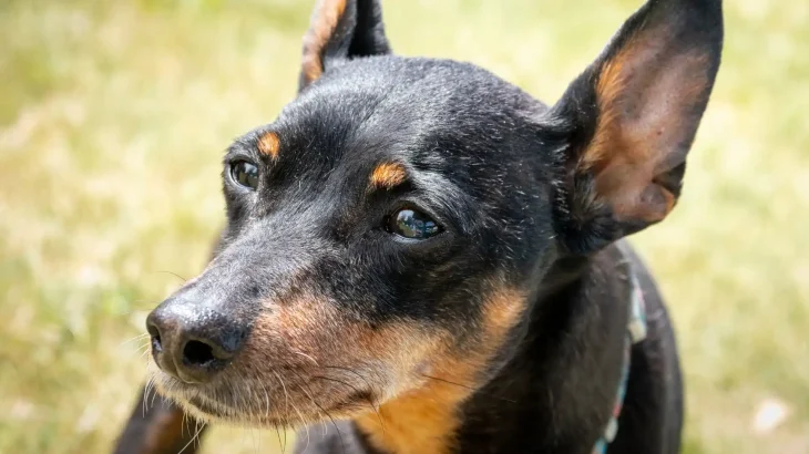 Prague Ratter Dog photo