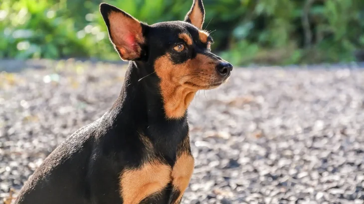 Prague Ratter Dog photo