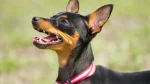 Prague Ratter Dog photo