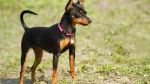 Prague Ratter Dog photo