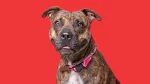 Presa Canario Dog photo