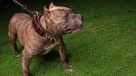 Presa Canario Dog photo