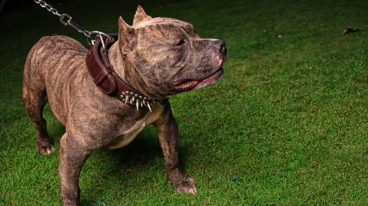 Presa Canario Dog photo