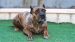 Presa Canario Dog photo