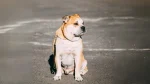 Presa Canario Dog photo
