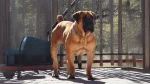 Price Boar Beisser Dog photo