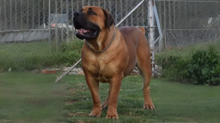 Price Boar Beisser Dog photo