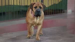 Price Boar Beisser Dog photo