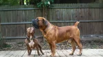 Price Boar Beisser Dog photo