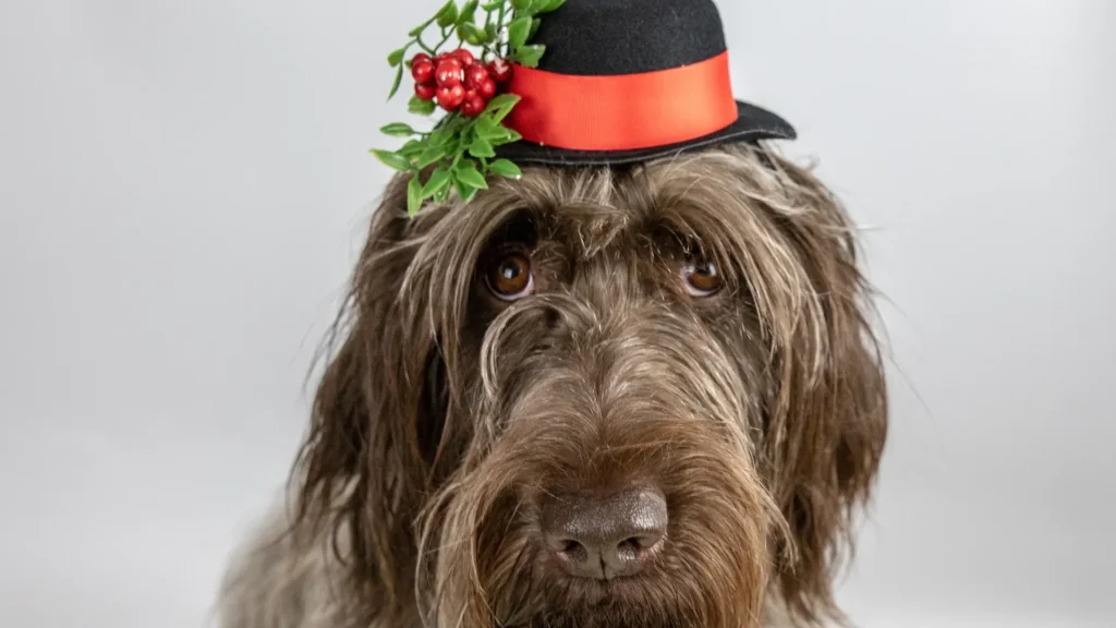 Pudelpointer Dog photo