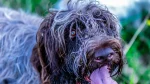 Pudelpointer Dog photo
