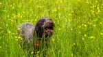 Pudelpointer Dog photo
