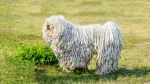 Puli Dog photo