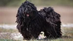 Puli Dog photo