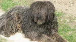 Puli Dog photo