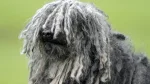 Puli Dog photo