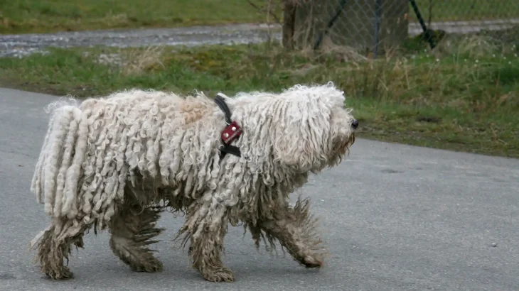 Puli Dog photo