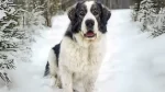 Pyrenean Mastiff Dog photo