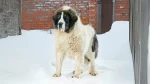 Pyrenean Mastiff Dog photo
