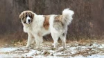 Pyrenean Mastiff Dog photo