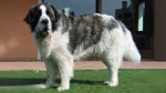 Pyrenean Mastiff Dog photo