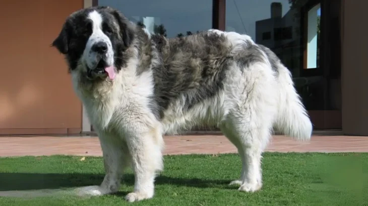 Pyrenean Mastiff Dog photo