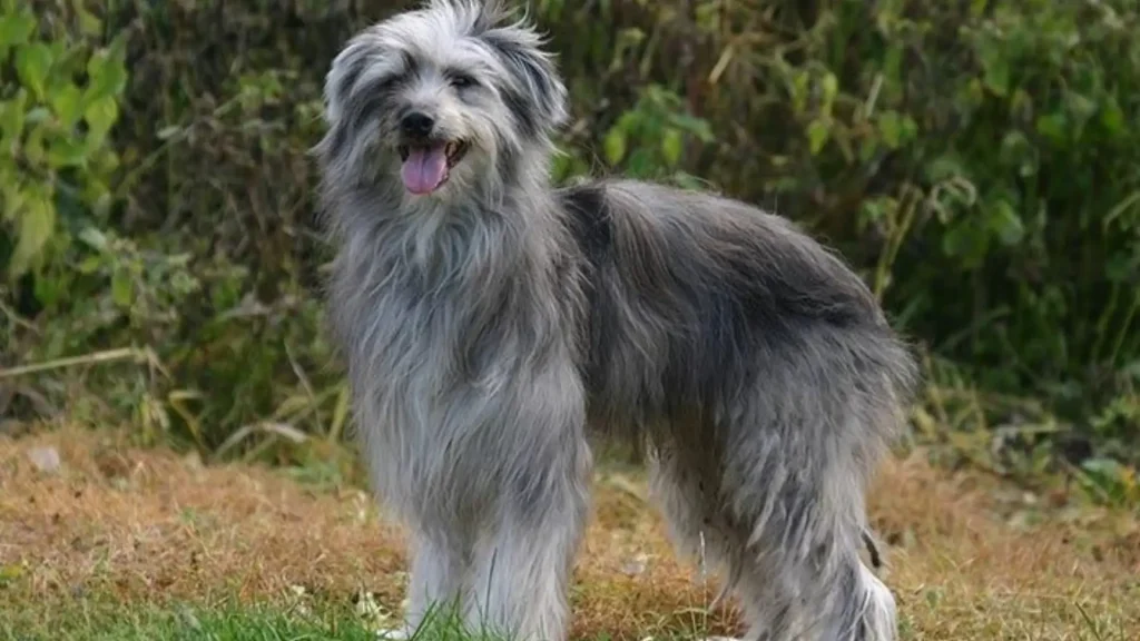 Pyrenean Shepherd Dog photo