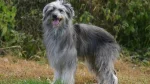 Pyrenean Shepherd Dog photo