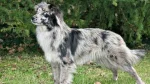 Pyrenean Shepherd Dog photo