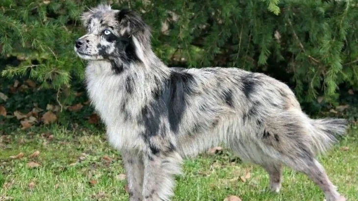 Pyrenean Shepherd Dog photo