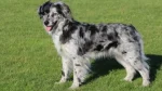 Pyrenean Shepherd Dog photo