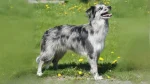 Pyrenean Shepherd Dog photo