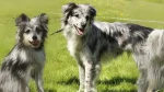 Pyrenean Shepherd Dog photo