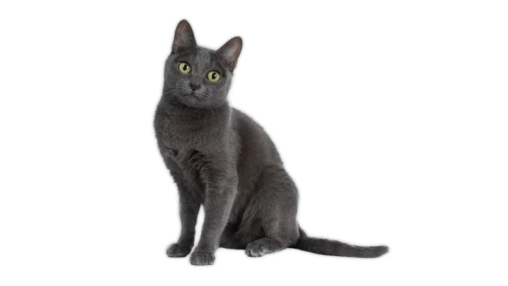 Raas Cat photo
