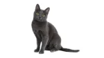 Raas Cat photo
