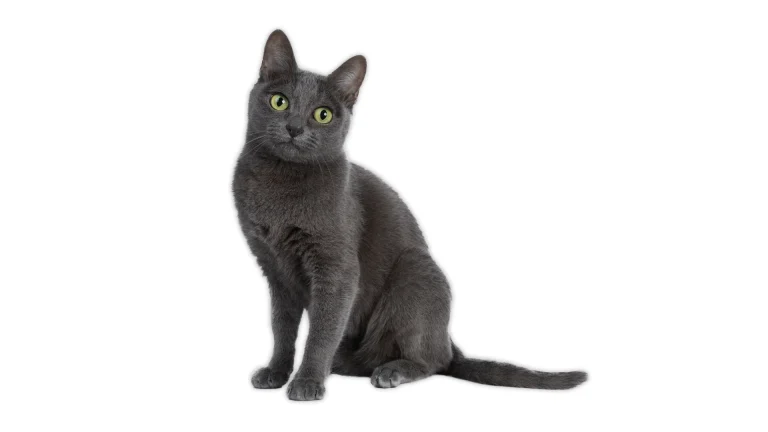 Raas Cat photo