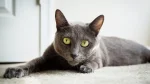 Raas Cat photo