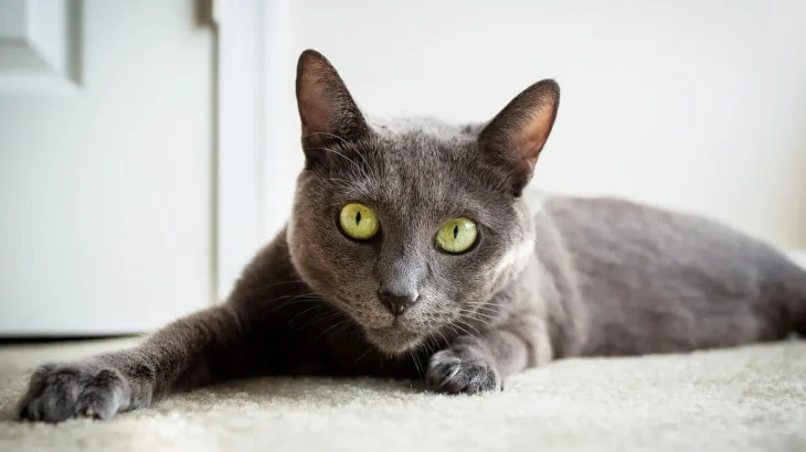 Raas Cat photo
