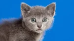 Raas Cat photo