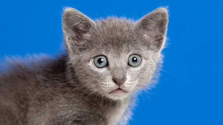 Raas Cat photo
