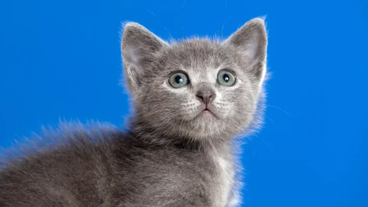 Raas Cat photo