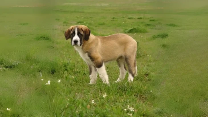 Rafeiro do Alentejo Dog photo