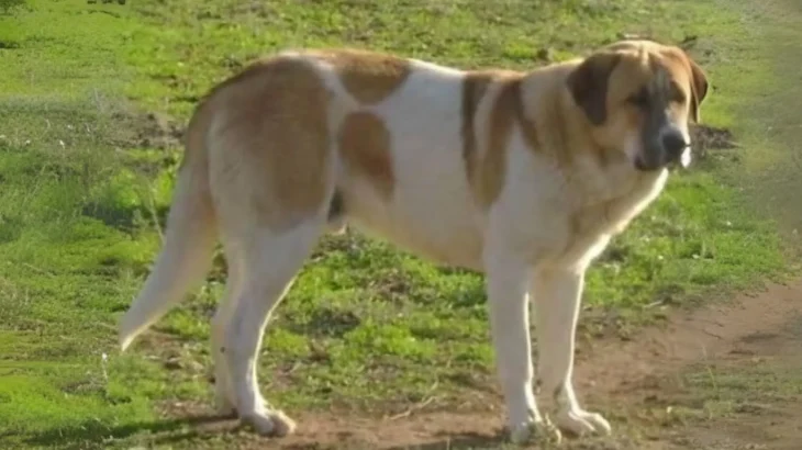 Rafeiro do Alentejo Dog photo